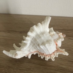 インテリア貝殻🐚 ハワイアン🌺の画像