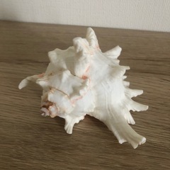 インテリア貝殻🐚 ハワイアン🌺の画像