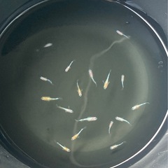 全部で100円、無選別稚魚ミックスの画像