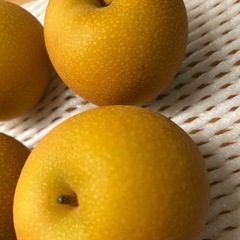 秋月 梨4個の画像