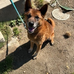 里親募集　成犬