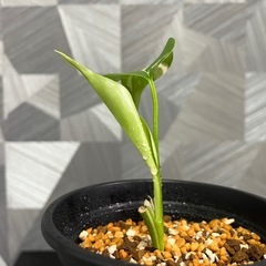 （観葉植物）モンステラホワイトタイガー　鉢付きの画像