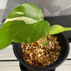 （観葉植物）モンステラホワイトタイガー　鉢付きの画像