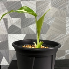 （観葉植物）モンステラホワイトタイガー　鉢付きの画像