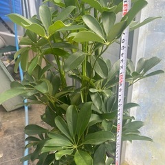 観葉植物　カポックの画像
