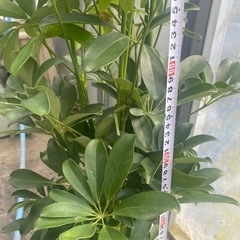 観葉植物　カポックの画像