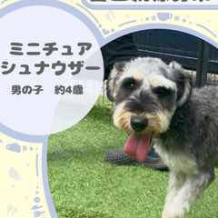 シュナウザーの男の子