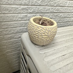 鉢🪴の画像