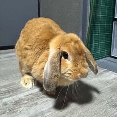 垂れミミうさぎ 4歳 女の子
