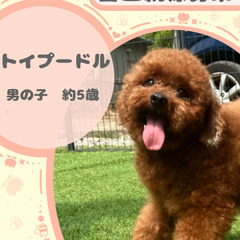 トイプードルの男の子