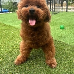 トイプードルの男の子 - 犬