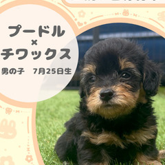 トイプードル×チワックスの男の子