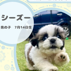 シーズーの男の子