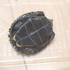 イシガメ　ベビー販売