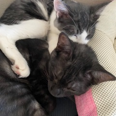 猫の姉妹