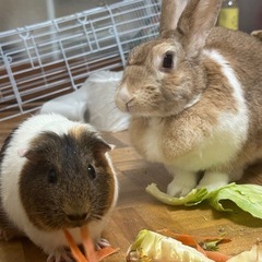 小動物フード・おやつ・野菜・野草・樹葉など