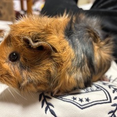 モルモット引き取り募集