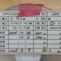 メタリフェルホソアカ　♂単　差し上げます。の画像