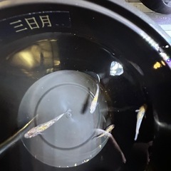 メダカ　めだか1000円均一の画像
