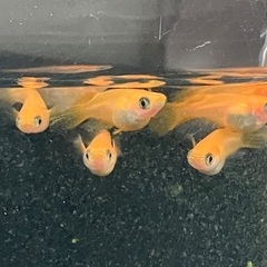 ⚡️ 紅帝パンダヒレ長 (ショートボディ)1ペア+3匹 めだかの画像
