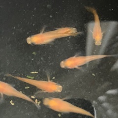 ⚡️ 紅帝パンダヒレ長 (ショートボディ)1ペア+3匹 めだかの画像