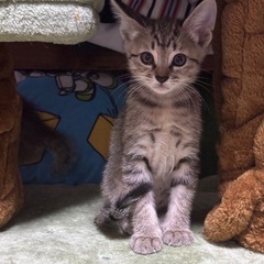 生後1ヶ月半の男の子の里親様募集中🐱