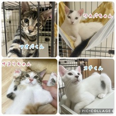 9/14(日)大和譲渡会、参加予定の子猫たち