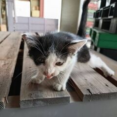 人なつこいハチワレ女の子 − 千葉県