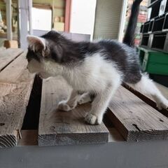 人なつこいハチワレ女の子 - 猫