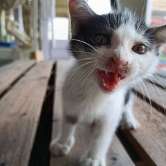 人なつこいハチワレ女の子