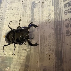 タランドゥすスの画像