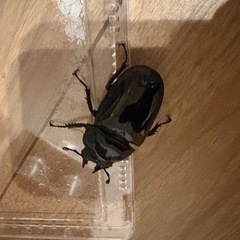 タランドゥすスの画像