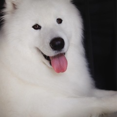 犬友達募集