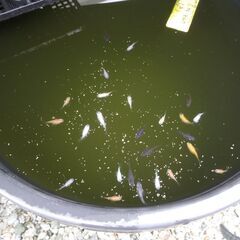 ダルマメダカ　ショートめだか（ミックス）セット　2025-9-11の画像
