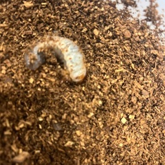 カブトムシ幼虫の画像
