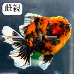ローズテールオランダ8の画像