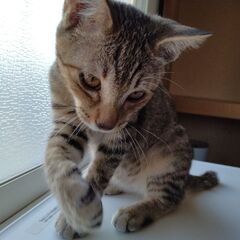 【こころ】誰にでもゴロゴロ。推定3ヶ月。
