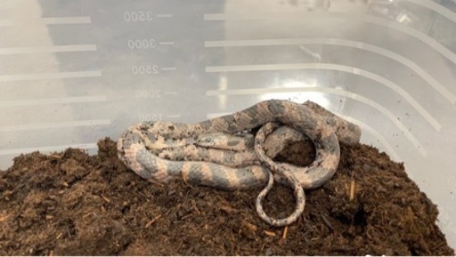 シロマダラ　蛇