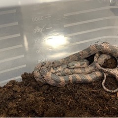 シロマダラ　蛇の画像
