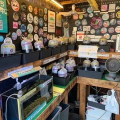【五桜メダカ】 9月12日　横須賀めだか無人販売