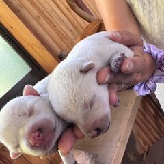 紀州犬と柴犬のMIX　生まれたばかり