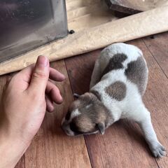 紀州犬と柴犬のMIX　生まれたばかり - 西八代郡