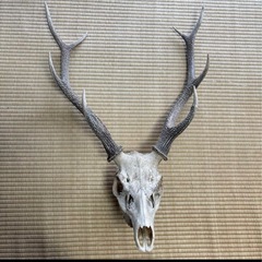 ニホンジカ　　頭蓋骨の画像