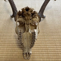 ニホンジカ　　頭蓋骨の画像