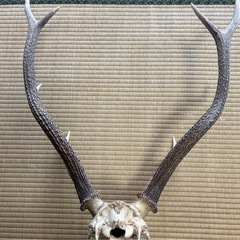 ニホンジカ　　頭蓋骨の画像