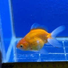 当歳10〜11センチ☆更紗オランダ獅子頭の画像