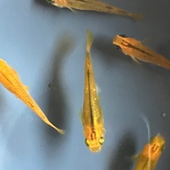 メダカ　紅薊　10匹の画像