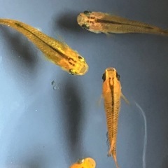メダカ　紅薊　10匹の画像