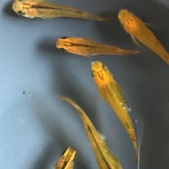 メダカ　紅薊　10匹の画像