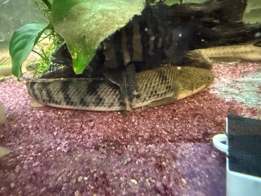 ポリプテルスウィークシー